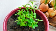 Close-up Of Seedlings In A Pot. Seedlings Of A Pomegranate Tree In A Flower Pot.