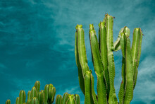 Large Green Cactus On A Sunny Summer Day With Blue Sky In The Background