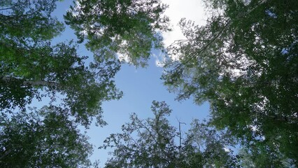 Wall Mural - birch tree branches on blue sky background with copy space for test mock up. natural background look