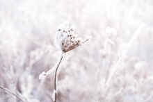 Dried Frozen Flower In Frost And Snow Close-up. Cold Winter Weather