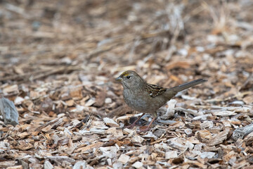 Wall Mural - Gold-Crowned Sparrow Foraging in the Trail Bark