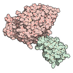 Canvas Print - Neuroligin and neurexin proteins. Complex formed between Neuroligin-4 and Neurexin-1-beta. Plays a role in the formation of synapses between neurons.