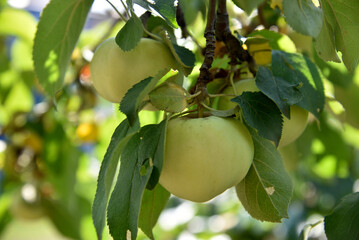 Wall Mural - Yellow-green large apples on the branches of an apple tree in autumn. Delicious apples in the garden.