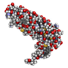 Poster - Vascular endothelial growth factor A (VEGF A) protein molecule. Atoms are represented as spheres with conventional color coding.