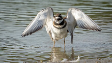 Killdeer Shore Bird Looking For Food In The Mud
