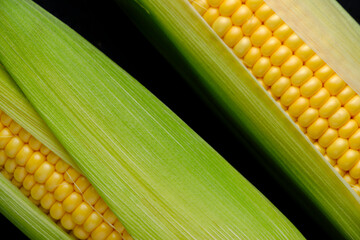 Ear raw ripe corn dark background, closeup.