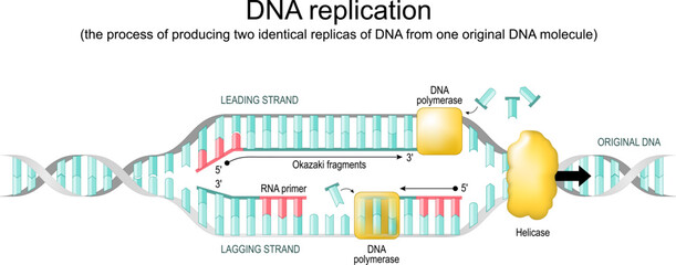 Wall Mural - DNA replication. replication fork