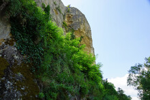 A Sheer Cliff With A Green Shrub