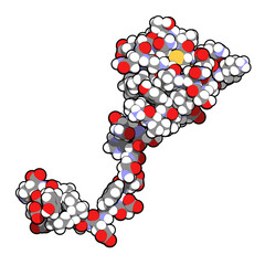 Sticker - Hirudin protein molecule. Anticoagulant protein from leeches that prevents blood clotting by inhibiting thrombin. Topically used in treatment of hematoma.