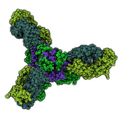 Wall Mural - Ebola virus glycoprotein (GP), molecular structure. Occurs as spikes on ebola virus surface; target for vaccine development.