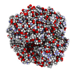 Poster - Gamma-glutamyltranspeptidase 1 (GGT 1, gamma-GT, gamma-glutamyl transferase) enzyme. Used as diagnostic marker for liver disease.