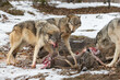 Grey Wolf (Canis lupus) Snarls and Lays Ears Back Over White-Tail Deer Carcass Winter