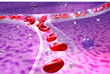 Anatomical 3d illustration transparent capillary vessel on organic background. Showing the red blood cells in the blood circulation.
