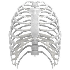 3d rendering illustration of a human rib cage