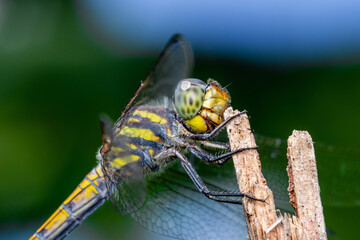 Close up of Dragonfly perched on a tree branch, dry wood and nature background, Selective focus, insect macro, Colorful insect in Thailand.