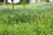 green grass with nature background, nature concept