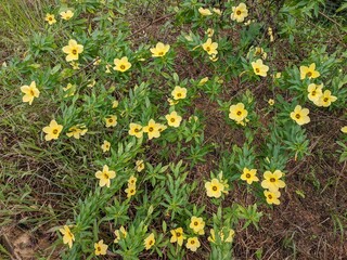 Wall Mural - Damiana Flower (Turnera Ulmifolia) blooming in the morning