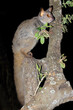 Leinwandbild Motiv Nocturnal greater galago or bushbaby (Otolemur crassicaudatus) in a tree, South Africa.