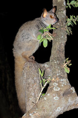 Wall Mural - Nocturnal greater galago or bushbaby (Otolemur crassicaudatus) in a tree, South Africa.