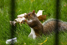 Squirrel Eeating Peanuts Nature Wonder