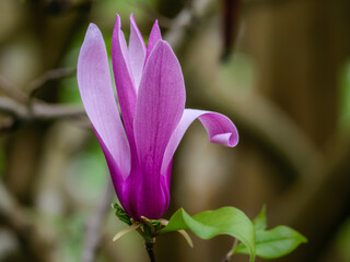 Wall Mural - Open Magnolia Heaven Scent