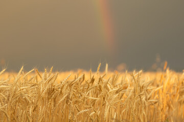 Beautiful field of golden wheat before the storm with rainbow