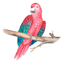 Red Parrot On A Branch. Ara Chloroptera. Watercolor Illustration. Isolated On A White Background.