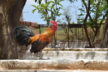 Rooster In The Farm