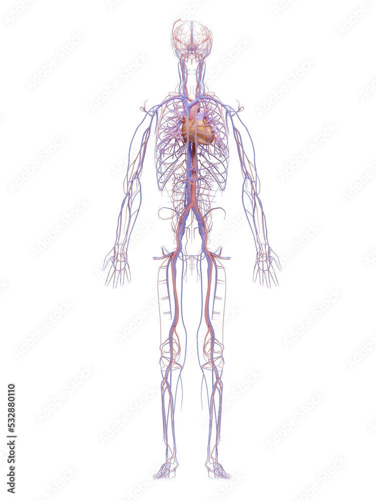 Human Cardiovascular System Drawing