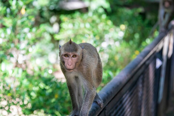 Wall Mural - The wild crab-eating macaque (Macaca fascicularis) in khao kheow zoo Thailand.
A primate native to Southeast Asia 
It has a long history alongside humans, the subject of medical experiments.