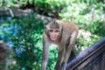 Wall Mural - The wild crab-eating macaque (Macaca fascicularis) in khao kheow zoo Thailand.
A primate native to Southeast Asia 
It has a long history alongside humans, the subject of medical experiments.