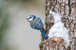 A blue tit on a log with snow in winter