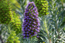 A Purple Flower Head Of Pride Of Madeira With Blurred Background.
