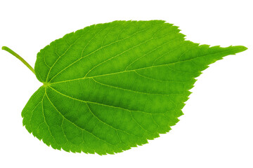 Canvas Print - One single leaf of lime tree or linden on a white background. File contains clipping path.