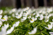 © rsooll - spring white flowers sprouting in the forest