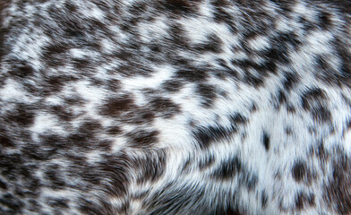 beautiful spotted fur close-up. texture of brown animal wool. dog fur.