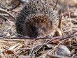 Close-up shot of the adult European hedgehog (Erinaceus europaeus) with focus on face and eye in spring awaken after winter. Beautiful animal and forest scenery