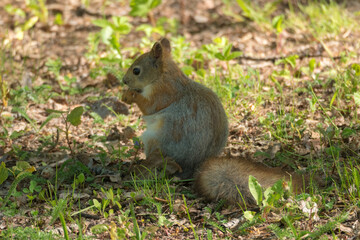 Wall Mural - portrait of a squirrel