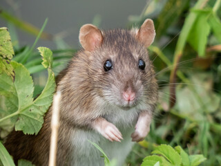 close-up shot of the common rat (rattus norvegicus) with dark grey and brown fur standing on back pa