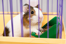 A Small Guinea Pig Eats Food From A Caged Feeder.