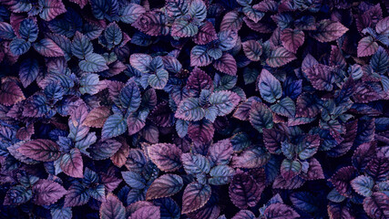 Poster - Full Frame of purple Leaves Pattern Background, Nature Lush Foliage Leaf Texture, tropical leaf