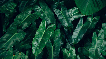 Fototapete - closeup nature view of tropical leaves, Background with dark green tropical leaf.