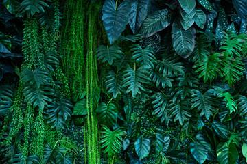 Wall Mural - Full Frame of Green Leaves Pattern Background, Nature Lush Foliage Leaf Texture, tropical leaf