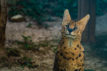 Serval: A Wild Cat With Big Ears And Green Eyes