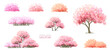 Sakura or pink cherry blossom, Vector watercolor blooming flower tree or forest side view isolated on white background for landscape and architecture drawing,elements for environment or and garden