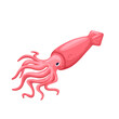 Squid vector illustration. Cartoon isolated swimming cuttlefish or octopus, sea or ocean animal and marine monster with tentacles, underwater creature and raw squid product for food market menu