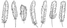 Png Feathers Collection. Hand Drawn Isolated On White Background Set. Vintage Art Illustration
