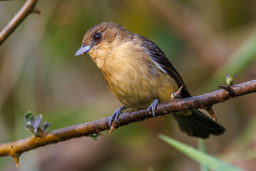 Wall Mural - A small songbird perched on a tree branch