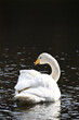 Whooper Swan - Cygnus cygnus.It is called “Ou Hakuchou” in Japan.

