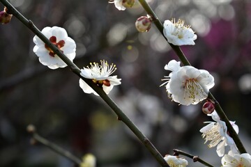 Sticker - White cherry flowers on branch